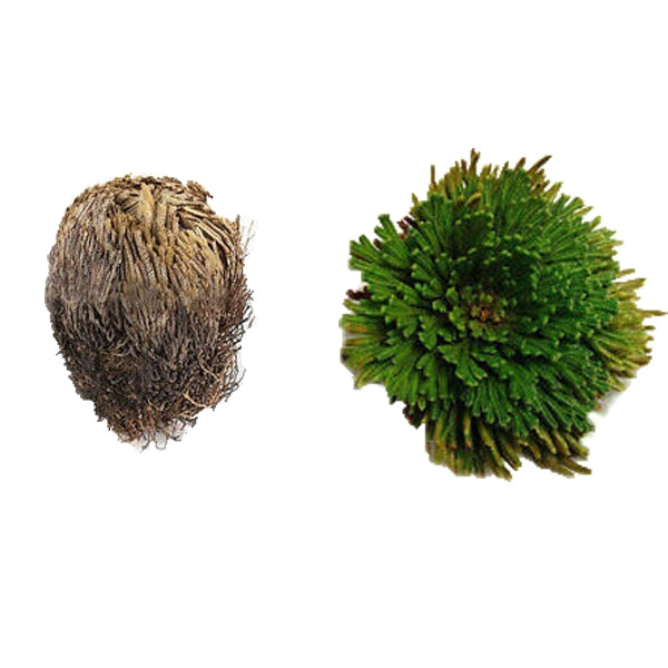 Resurrection Blue Lotus Foaming Sugar Scrub